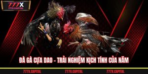 Đá gà cựa dao