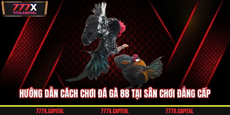Hướng dẫn cách chơi đá gà 88 tại sân chơi đẳng cấp